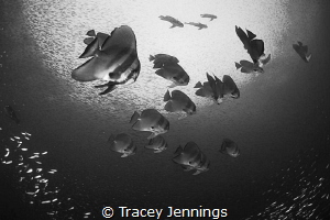 Batfish by Tracey Jennings 